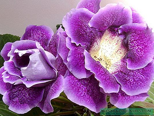 Flor Gloxinia - propagación en casa