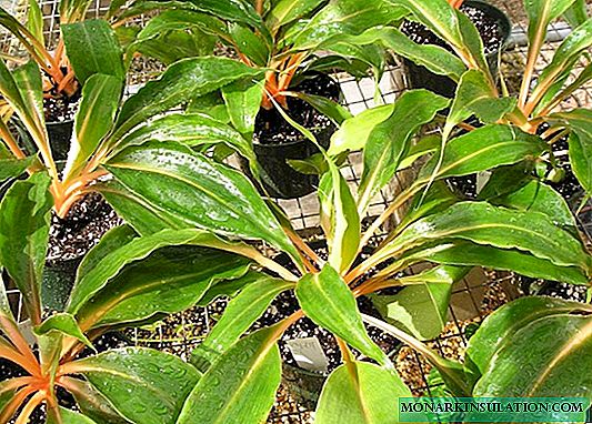 Chlorophytum oranje bloem - beschrijving en zorg