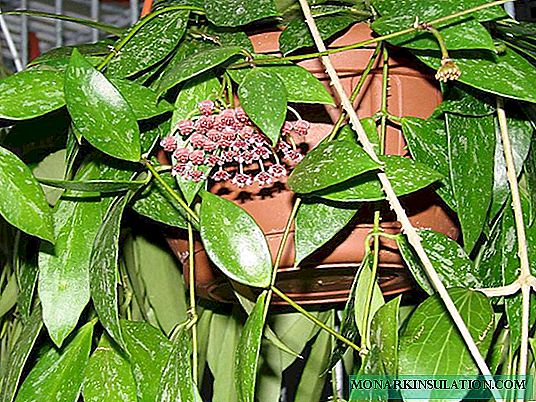 Fleur de Hoya - à quoi ressemblent les variétés de Karnosa, Kerry, Bella, charnues, multiflora