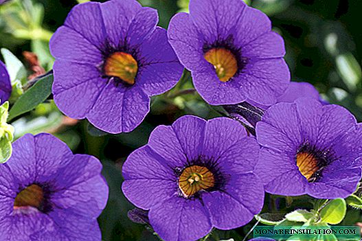 Ампелско калибрирано цвете: описание и грижа
