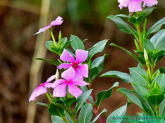 Catharanthus-bloem: thuiszorg en reproductiemethoden