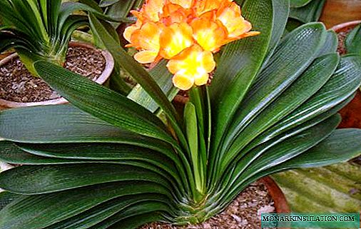 Fleur de Clivia - Soins à domicile et croissance