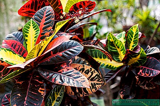 Croton flower - leaves fall. Causes