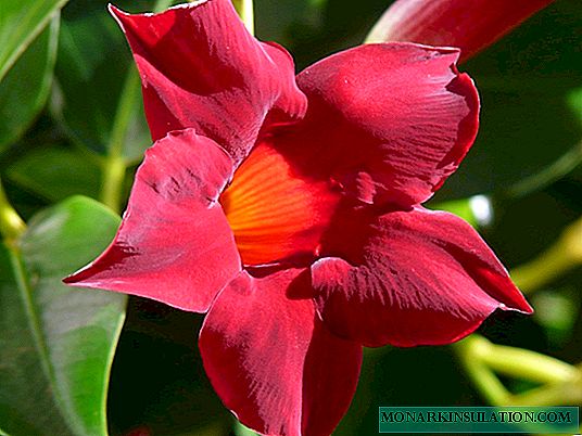 Mandeville Flower - Hemvård