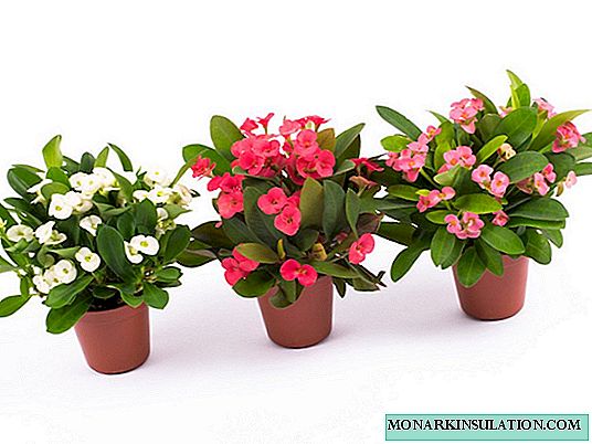 Euphorbia flower Mile - cara merawat di rumah