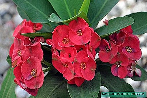 Bunga Euphorbia - jenis dan varietas populer