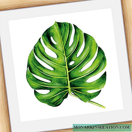 Monstera flower - effect on a person in an apartment