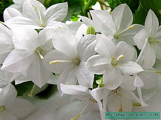 Noiva interior flor - qual é o nome da planta?