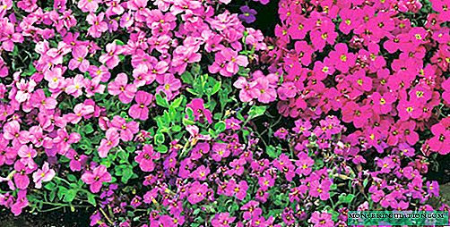 Flor Aubrieta - cultivo ao ar livre