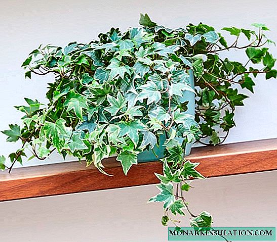 Flower ivy indoor variegated ordinary