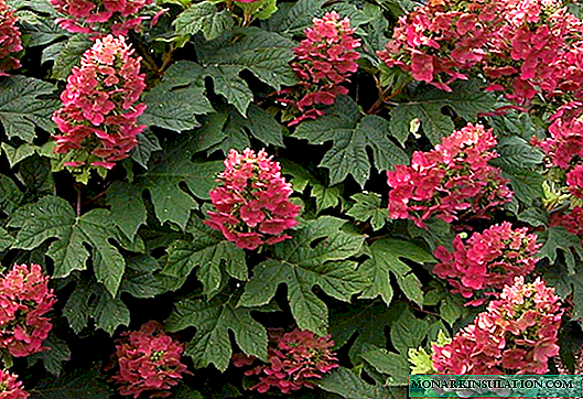 Een hortensia-achtige bloem - wat is de naam?