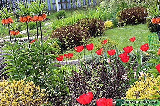Bunga belibis: penanaman dan perawatan setelah berbunga