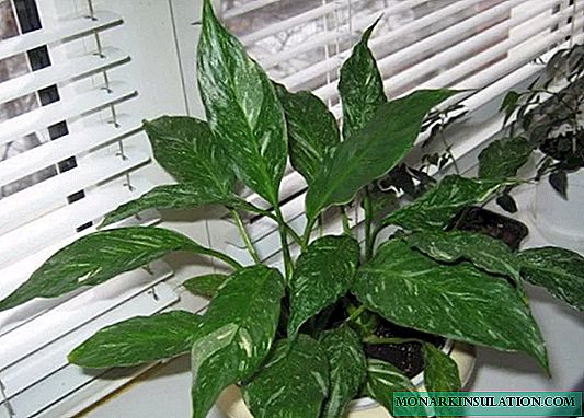 Spathiphyllum domino flower - home care