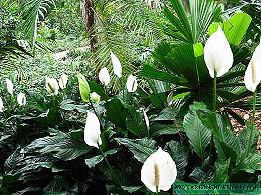 Flor de Spathiphyllum - reproducción en casa