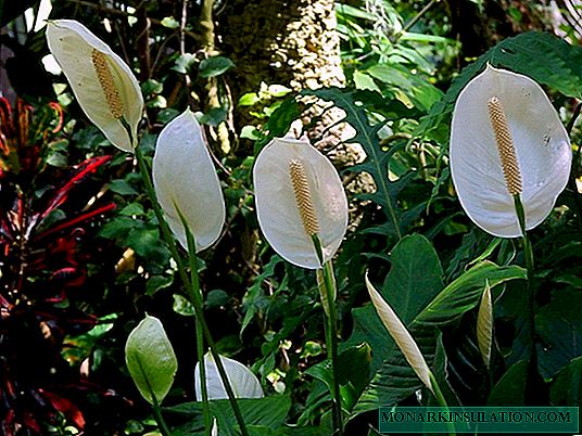 ดอกไม้ Spathiphyllum - การดูแลบ้านความลับของความสำเร็จ