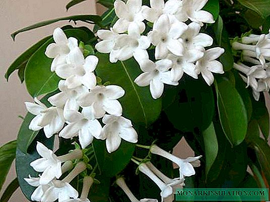 Fleur stefanotis floribunda fleurissant abondamment