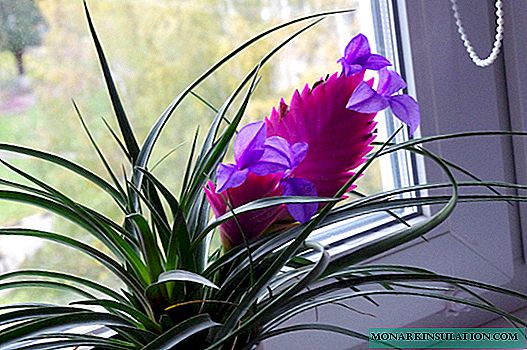 Fleur de Tillandsia - soins à domicile