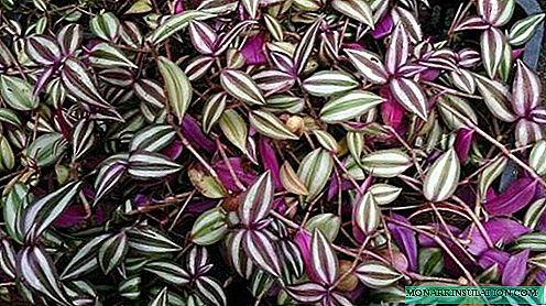 Tradescantia ampelous flower: what kind of flower