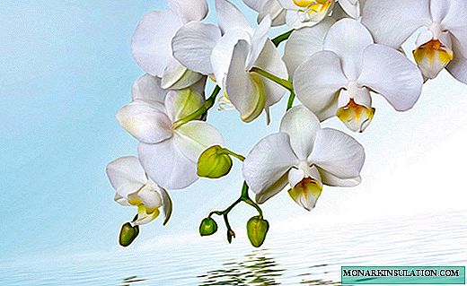 Peduncle of an orchid: causes of diseases and methods of dealing with them