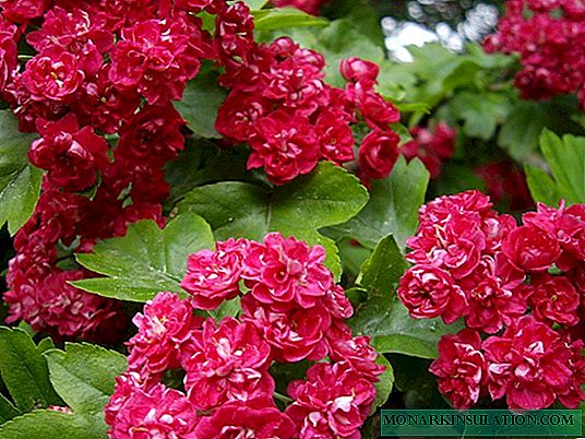 Blommande buskar för trädgården, perenn och opretentiös