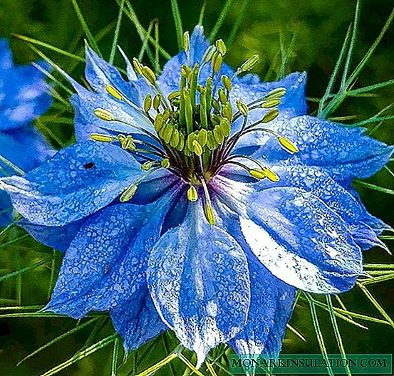 Damaskas Nigella (Albina) - baltos, mėlynos ir mėlynos spalvos gėlė