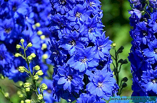Delphinium - care and growing from seeds