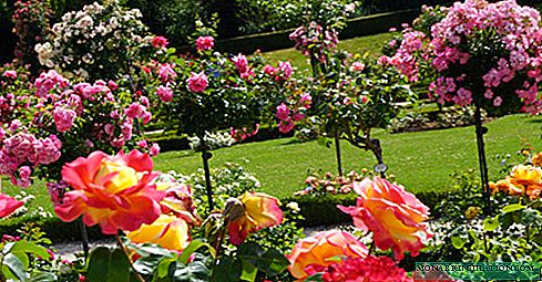 Rose tree - features of growing a standard flower