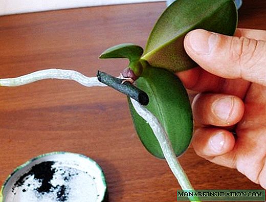 Orchidées bébé sur un pédoncule: exemples de croissance et d'enracinement