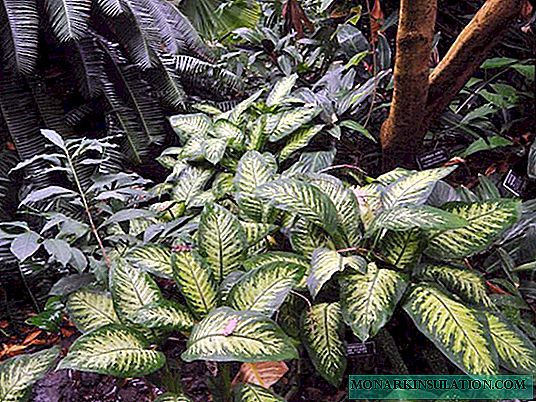 Dieffenbachia - types of how it blooms, poisonous or not