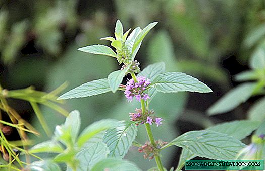 Wild mint - what kind of plant, varieties