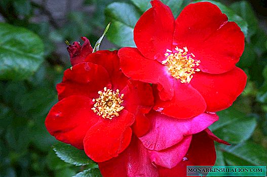 الوردة البرية - أي نوع من الزهور يطلق عليه