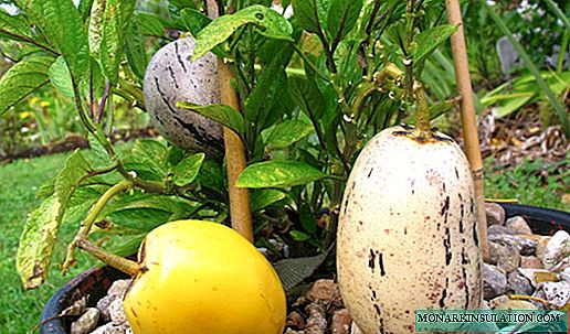 Melon tree - quels fruits il donne et où il pousse