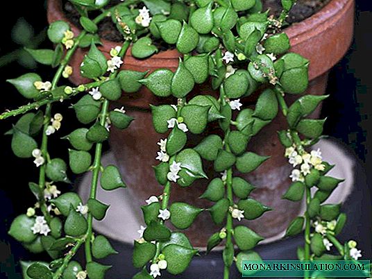 Dyschidia Russifolia - Ovata, milión sŕdc, Singularis a Ruskolistaya