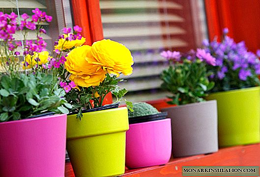 Home Indoor Blumen blühen das ganze Jahr