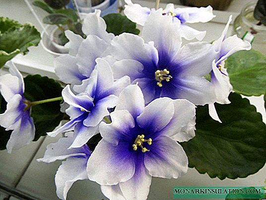 Casa flor violeta Humako polegadas