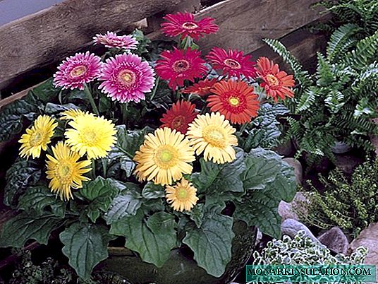 Home Gerbera flower potted - home care