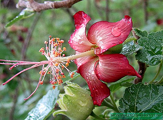 Hjem Maple Abutilon - Innendørs blomst