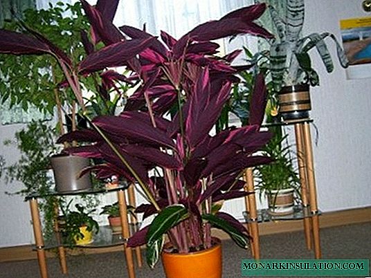 Home Indoor Flower with Purple Leaves
