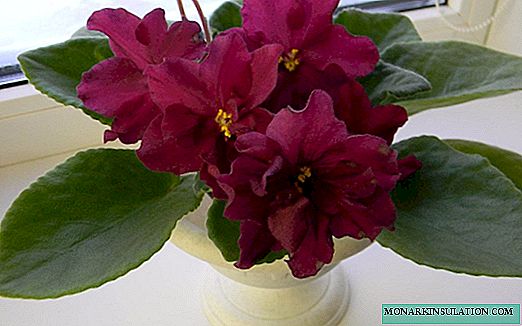 Domestic violet bullfight - flower description