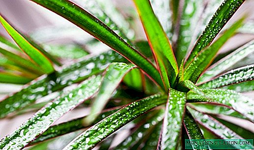Dracaena - flower diseases and how to deal with them