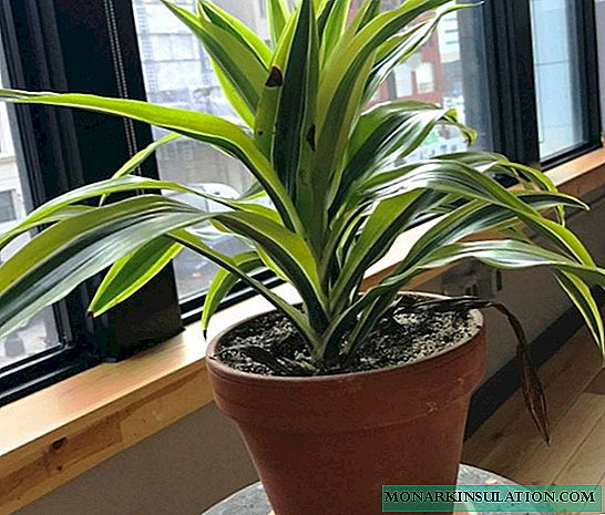 Dracaena deremskaya - trồng trọt và chăm sóc