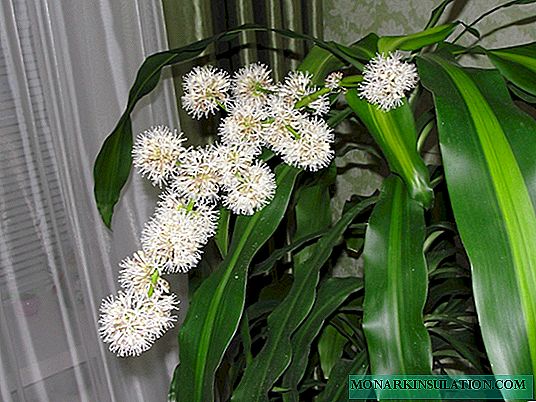Fragrant Dracaena - planting and home care
