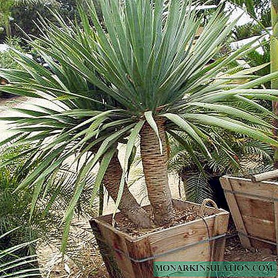 Dracaena - home care and potted growing