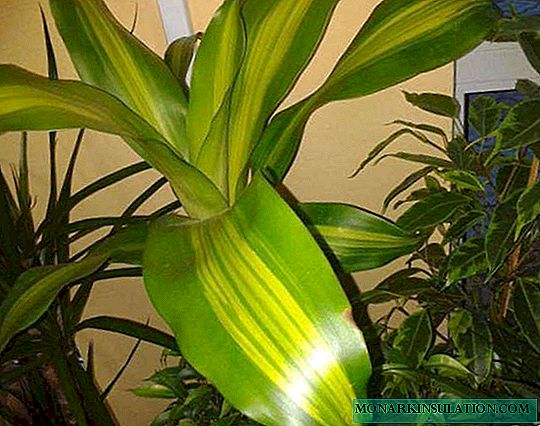 Dracaena - أنواع Marginata ، Deremskaya ، Fragrans ، Massangeana