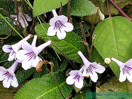 Streptocarpus DS 2080 and other varieties of selection Dimetris