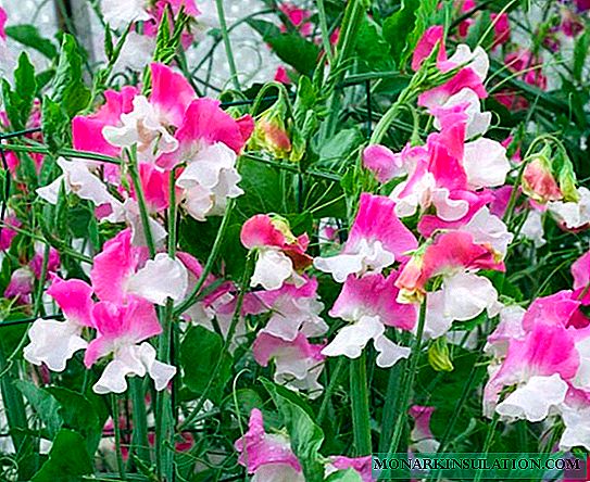 Perennial sweet peas - seed cultivation