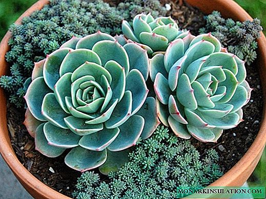 Echeveria - care and reproduction of the house