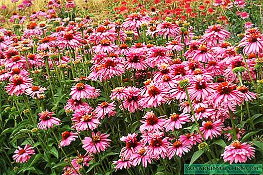 Echinacea purpurea y otras variedades de plantas.