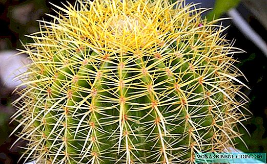 Echinocactus gruzoni: exemples de soins à domicile