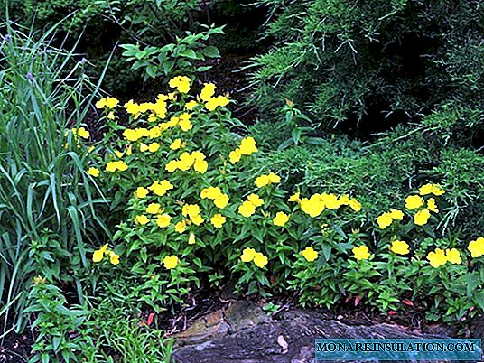 Onagra (flor) perenne: plantación y cuidado